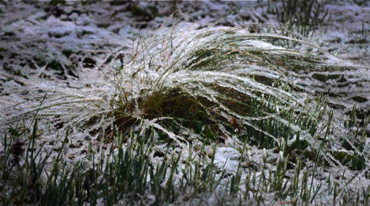 more snow on grasses